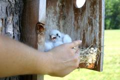 Image of Two-week-old kestrel chicks in a nestbox.