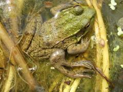 Image of This green frog's deformities are caused by parasites found in nitrogen and phosphorus rich waters due to fertilizer run-off.