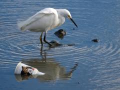 Image of Litter and trash pollute many of our lakes, rivers, estuaries, and oceans.
