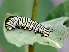 Image of A monarch larva.