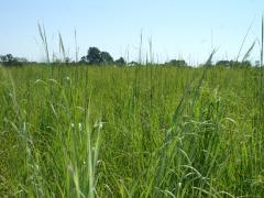Image of A field that has been seeded with native warm-season grasses provides both food and cover to wildlife.
