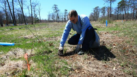 Image of A volunteer helps plant a tree seedling on an old fairway inside Cape Island WMA in 2010.
