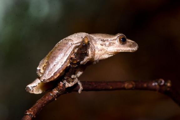 Image of A spring peeper.