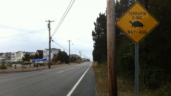 Image of A new "Terrapin X-ING" that was installed on Radio Rd. on Osborne Island in Little Egg Harbor, NJ by Ocean County Roads Department. 