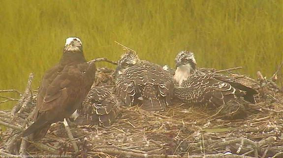 Image of The weary eyed 6 1/2 week old osprey nestlings. See the downy feathers in the nest?
