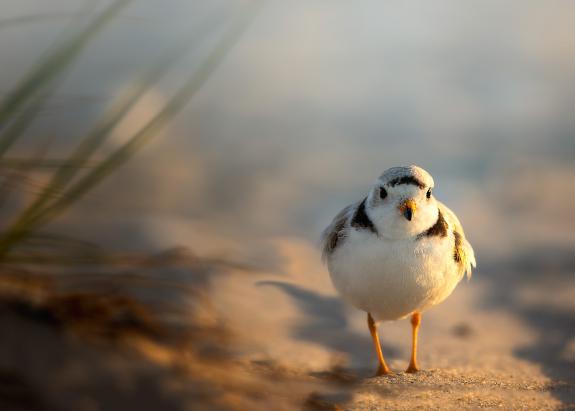 Image of Piping plovers breed on barrier islands and beaches from Sandy Hook to Cape May.