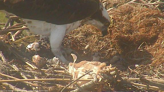 Image of Two eggs hatched overnight on May 26, day 40 of incubation. One egg left to hatch...