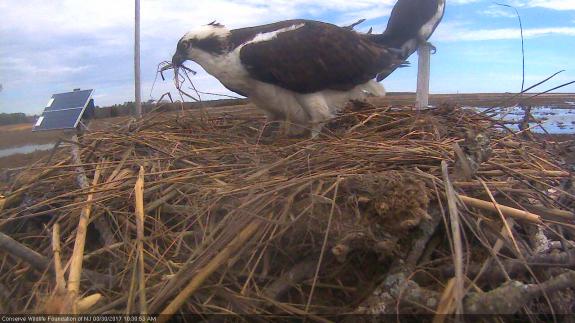 Image of The male adds nesting material to the nest on 3/30/17.