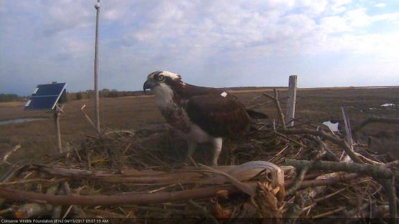 Image of When the female stays close to the nest bowl, we know eggs will be coming soon...