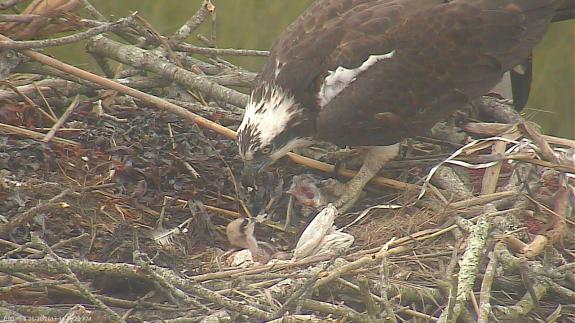Image of Feeding time on May 30, 2017. The first young hatched on May 29 and the second hatched a day later.