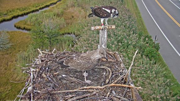 Image of 46/K stands her ground and defends her nest to an immature gull!