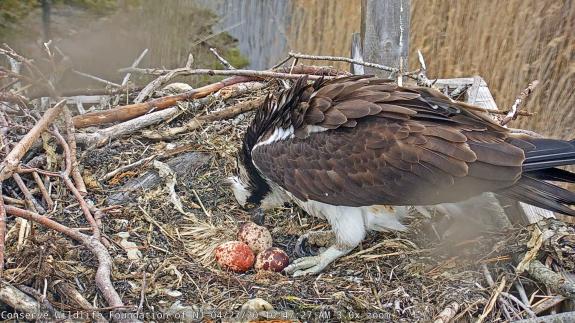 Image of Early on April 26, osprey cam viewer Michelle B. reported that she saw three eggs ~ 3:47am! Pictured is the full clutch, today April 27 with the female. The newest egg is lighter in color than the others. 