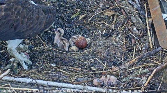 Image of The third and youngest nestling was accidentally removed from the nest bowl by the adult female. 