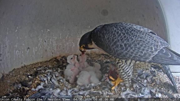 Image of UC Falcon Cam 2024 one week