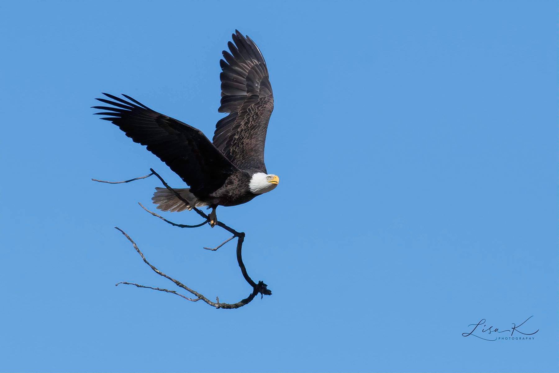 New Jersey Fish & Wildlife - GO EAGLES! 2017 NEW JERSEY BALD EAGLE REPORT!  In 2017, 178 eagle nests were monitored in the nesting season. Of these 153  were active (118 with