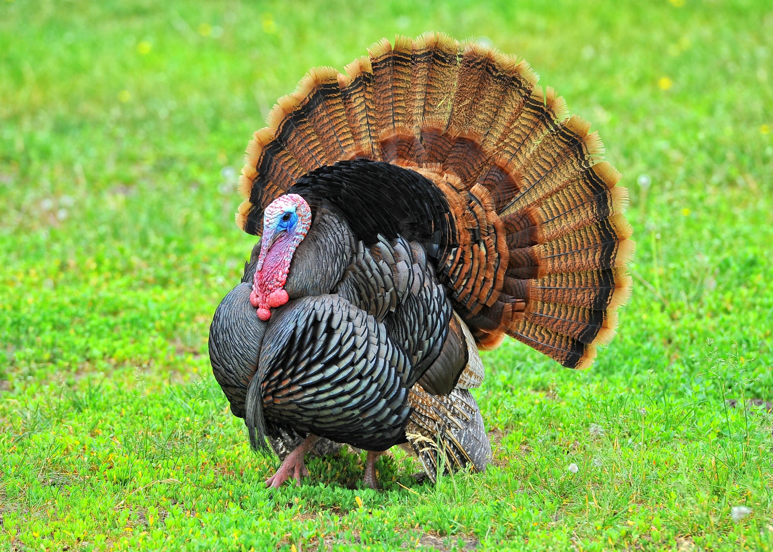 turkey-time-spotlighting-the-wild-turkey-conserve-wildlife