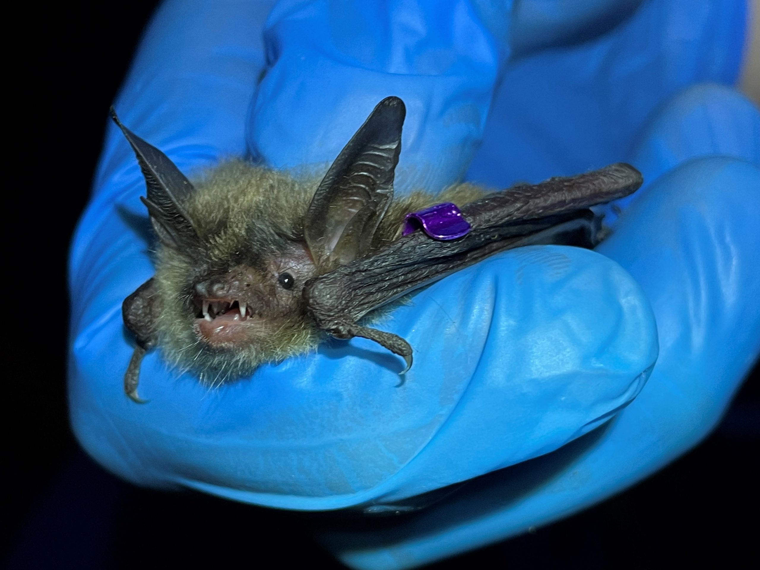 Northern LongEared Bats found in the Pinelands « Conserve Wildlife