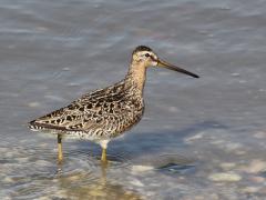 Image of The short-billed dowitcher is a medium to large shorebird with a long bill. 