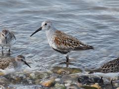 Image of Dunlin are very common in New Jersey during spring and fall migration.