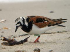 Image of A ruddy turnstone searches for food on a Delaware Bay beach.