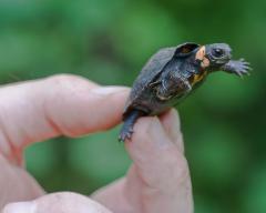 Image of Juvenile bog turtles are highly susceptible to predation by birds, raccoons, and other small mammals. Those that do survive may live over 50 years.