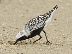 Image of A black-bellied plover.