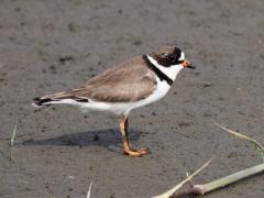 Image of Semipalmated plover.