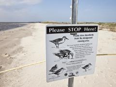 Image of From early May to early June each year, certain sections of beaches along New Jersey’s Delaware Bay shore are closed so that shorebirds can feed undisturbed.