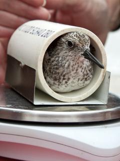 Image of A small piece of pipe is used to hold a sanderling while it is being weighed.