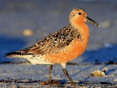 Image of A red knot in breeding plumage along the Delaware Bay.