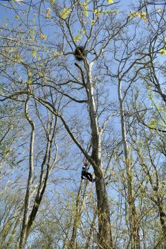 Image of John Heiferty climbing nest tree @ Diane Cook
