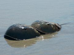 Image of A pair of mating horseshoe crabs.