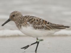 Image of Sanderlings (Calidris alba) are a small shorebird that is often seen together in large flocks. They have dark legs and bill. Sexes are similiar and they have a "chunky" appearance with a well rounded body.