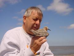 Image of Clive Minton of the International Shorebird Project holds a red knot prior to banding.