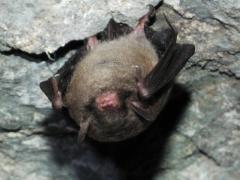 Image of The Indiana bat weighs only a little more than a quarter and are only two inches long.