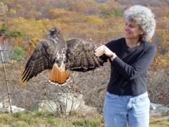 Image of Amy Greene holds a red tailed hawk.