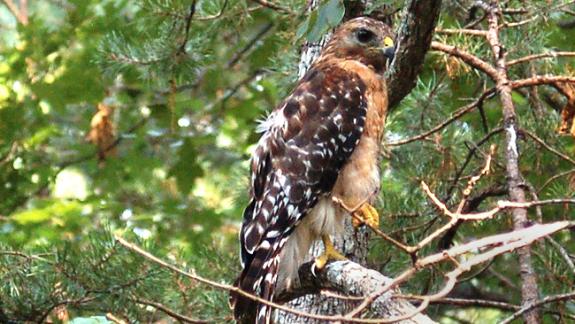 Endangered and Threatened Wildlife of New Jersey - Species Spotlight - Red-shouldered  Hawk - Conserve Wildlife Foundation of New Jersey