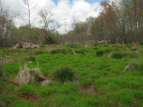 Image of Bog turtles inhabit open, unpolluted wetlands, including spring-fed fens, sphagnum bogs, and wet pastures.