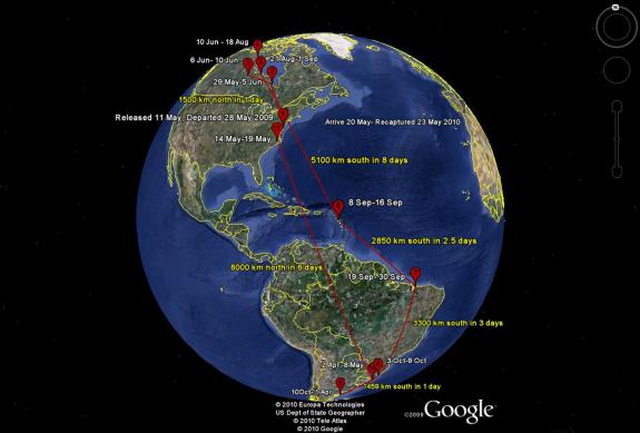 Image of This Google Earth map shows the migration route of red knot fitted with a geolocator.
