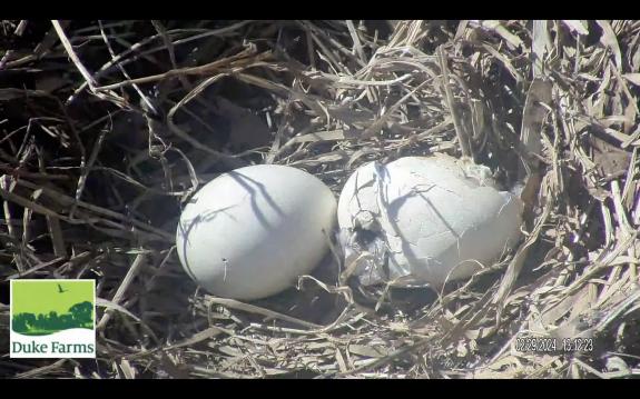 Image of February 29th, 2024, egg hatching and pip.