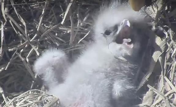Image of March 1st, thanks to Diane Cook for this adorable screen grab of the chick being fed.