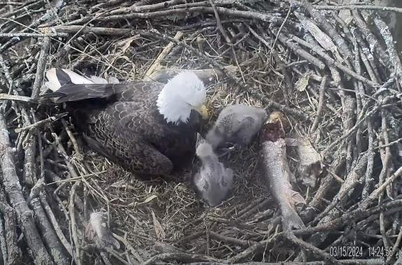 Image of March 15th, 2024: chick 2 "yellling" at Dad