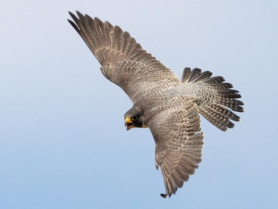 female peregrin falcon names