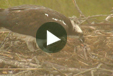 Multimedia of Osprey Cam - Feeding three chicks!: There are now three chicks that are 1-3 days old. The first hatched on 5/25, the second on 5/26 and the third on 5/28. >>Watch the live cam!