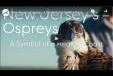 New Jersey's Ospreys: A Symbol of a Healthy Coast