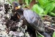 Multimedia of Bog turtle habitat restoration in New Jersey: Bog turtles, the smallest turtles in North America, are listed as threatened under the Endangered Species Act. Brian Zarate works to help restore habitat for bog turtles in northern New Jersey.