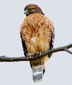 Image of The Red-shouldered hawk perches on a tree branch.