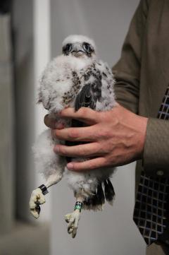 Image of The lone chick at 101 Hudson Street displays its new leg bands.