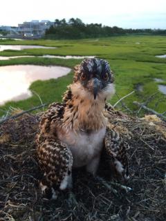 Image of An osprey nestling is banded (76/C) with a red auxiliary band at a nest behind the Long Beach Island Foundation of Arts and Sciences. So far we have deployed 30 red bands in 2015.