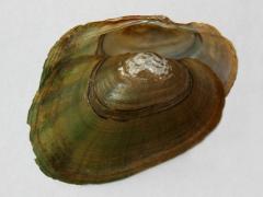 Image of Green floater mussel shell.